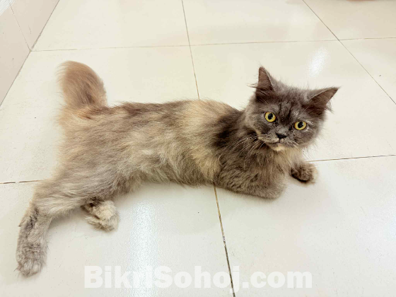 Persian female cat